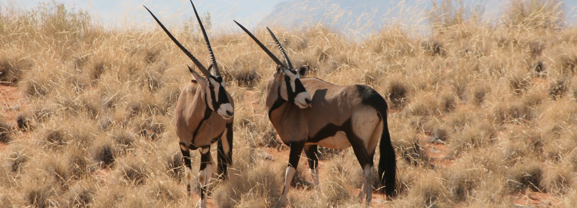 Namibia Oryx Paar