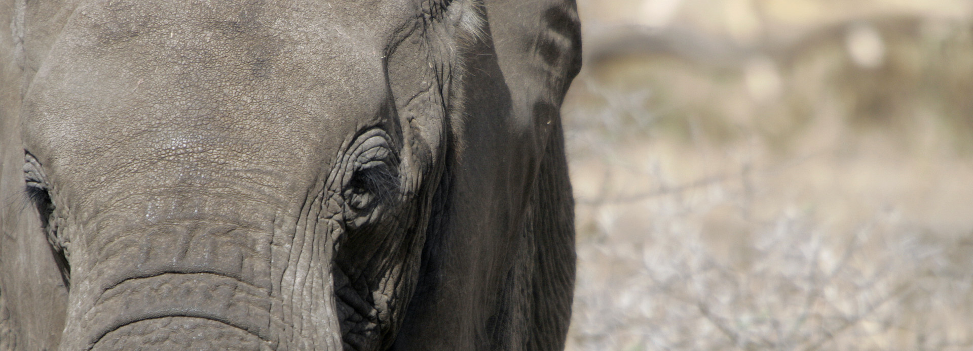 Tanzania Elefant im Tarangire Park