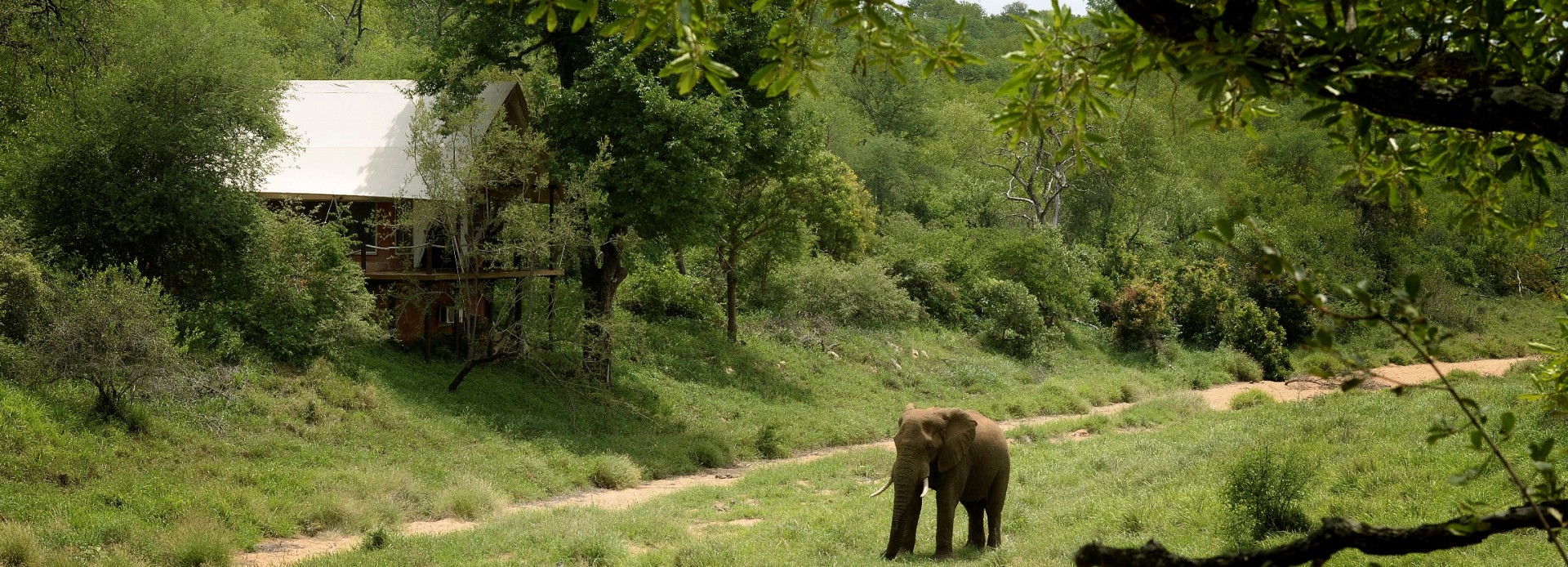 Südafrika Elefant vor einem Zelt des Garonga Safari Camps