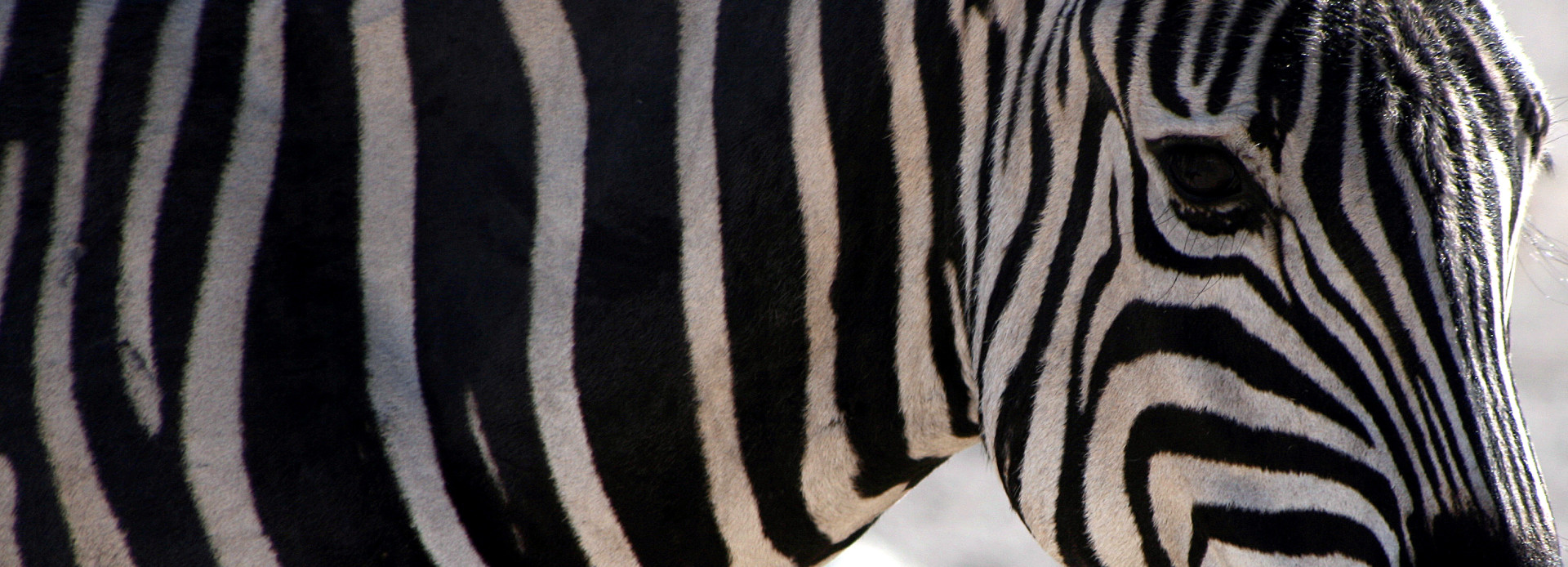 Namibia Zebra im Etosha Nationalpark