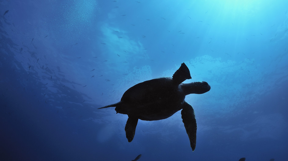 Ecuador Galapagos Meeresschildkröte