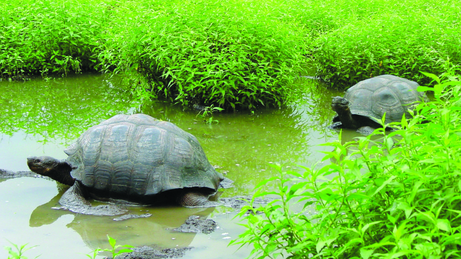 Ecuador Galapagos Riesenschildkröte