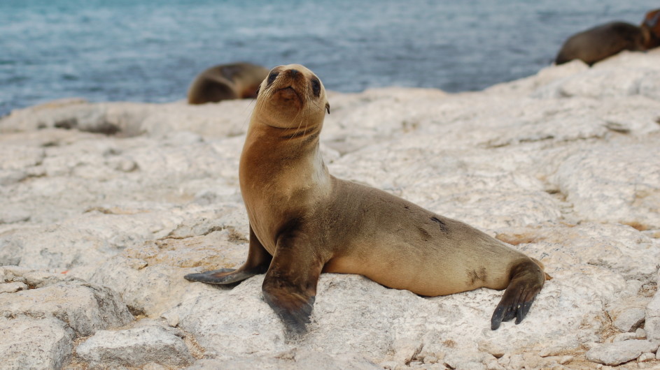 Ecuador Galapagos Seelöwe