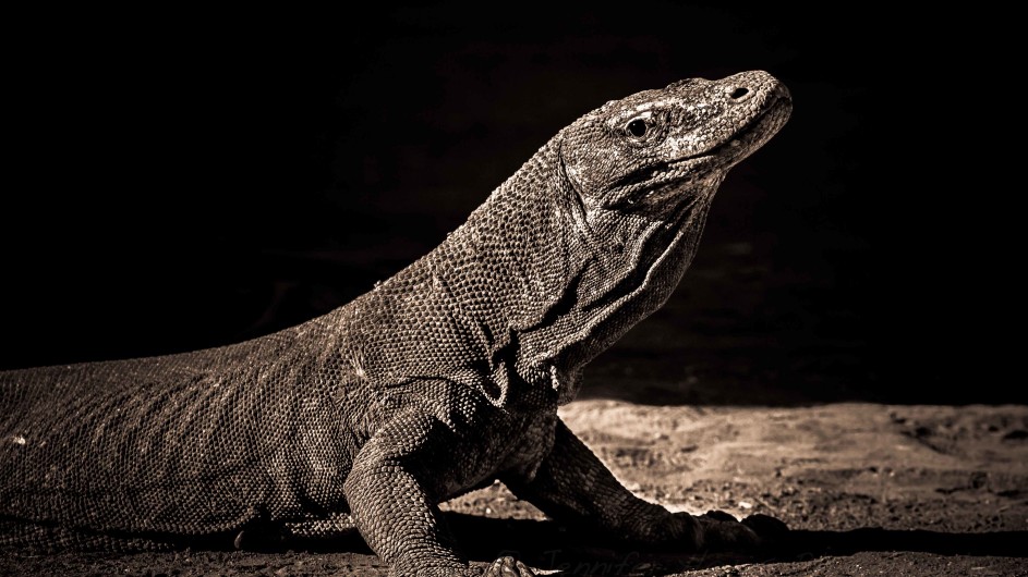 Indonesien Komodo Waran
