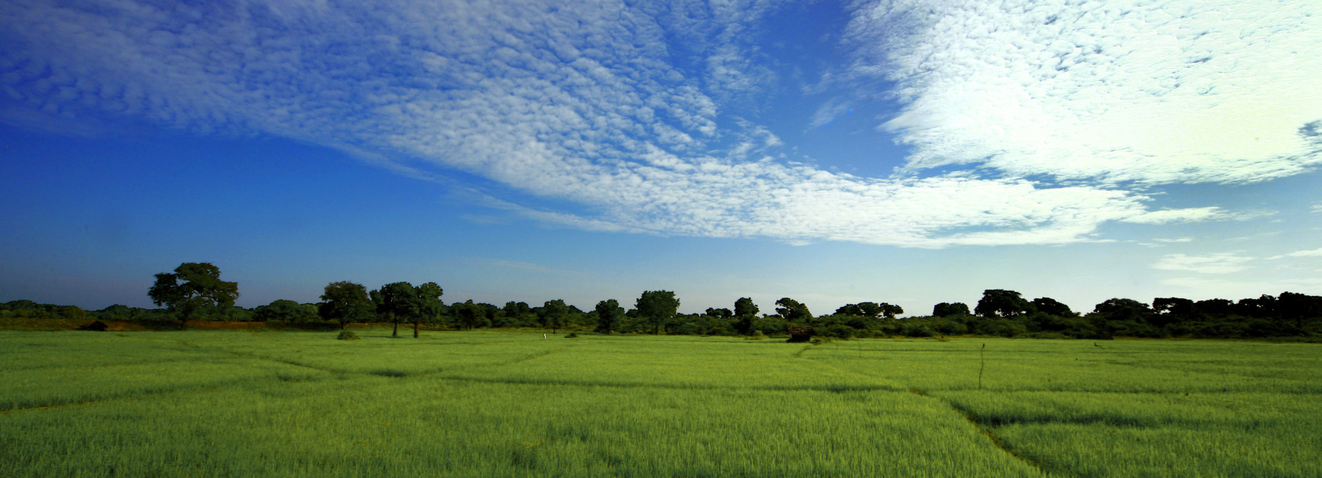 Reisfelder in Sri Lanka