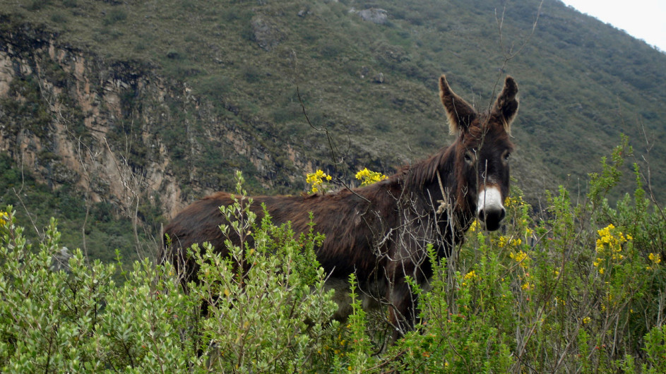 Peru Huaraz Esel an der Lagune Llanganuco
