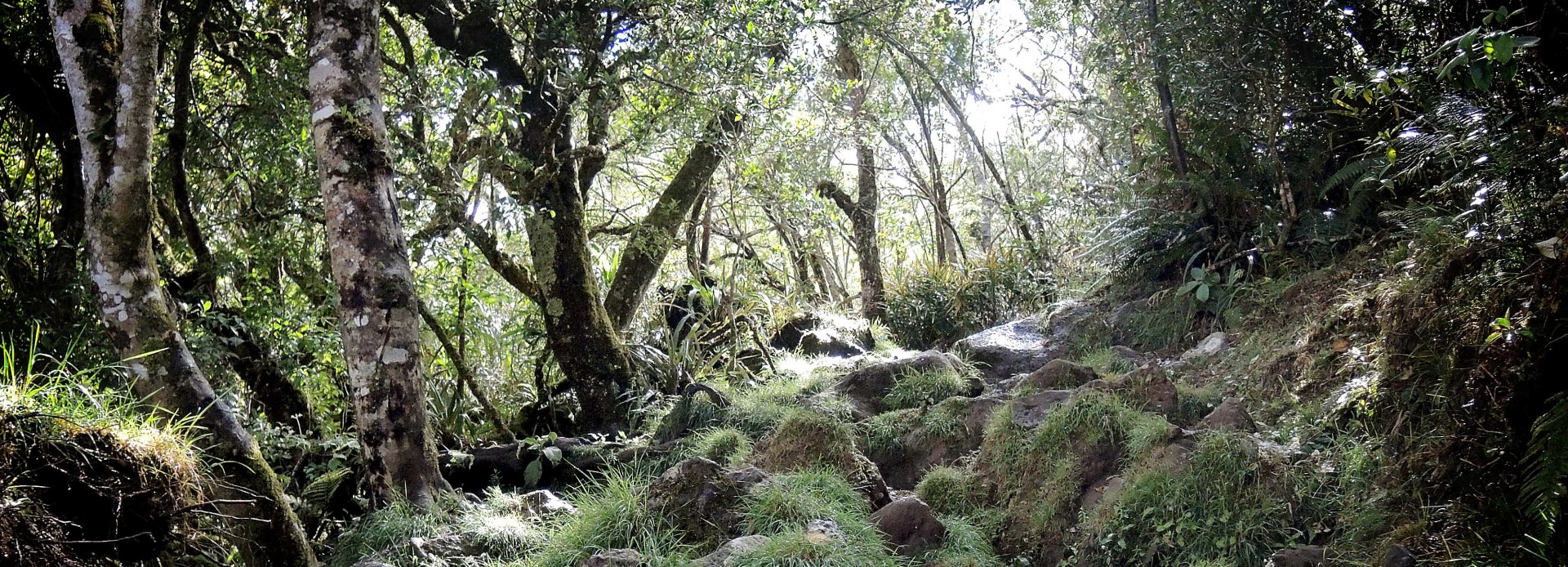 La Réunion Wanderung im Foret de Bebour