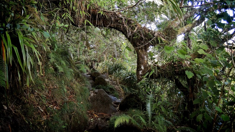 La Réunion Wanderweg im Foret de Bebour