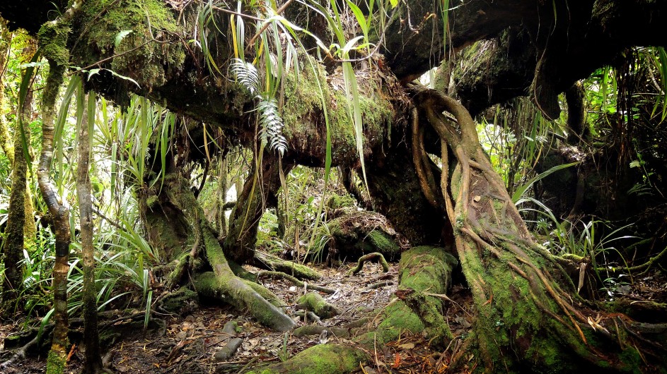 La Réunion im Foret de Bebour