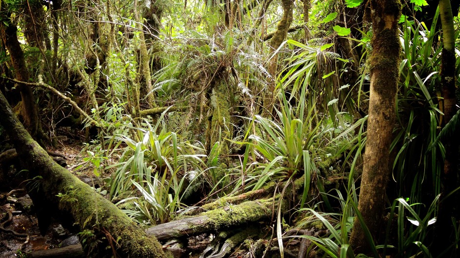 La Réunion Im Foret de Bebour