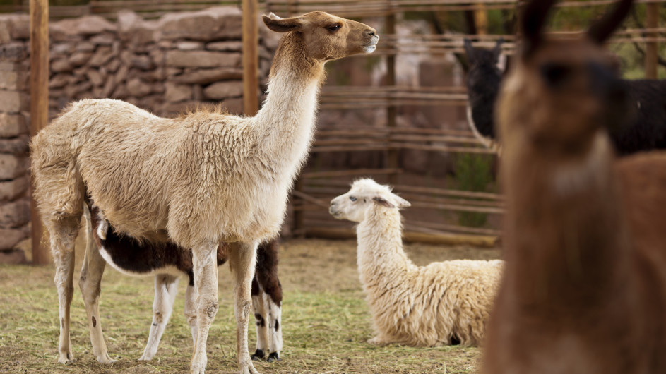 Chile - Alto Atacama Desert Lodge - Lamas