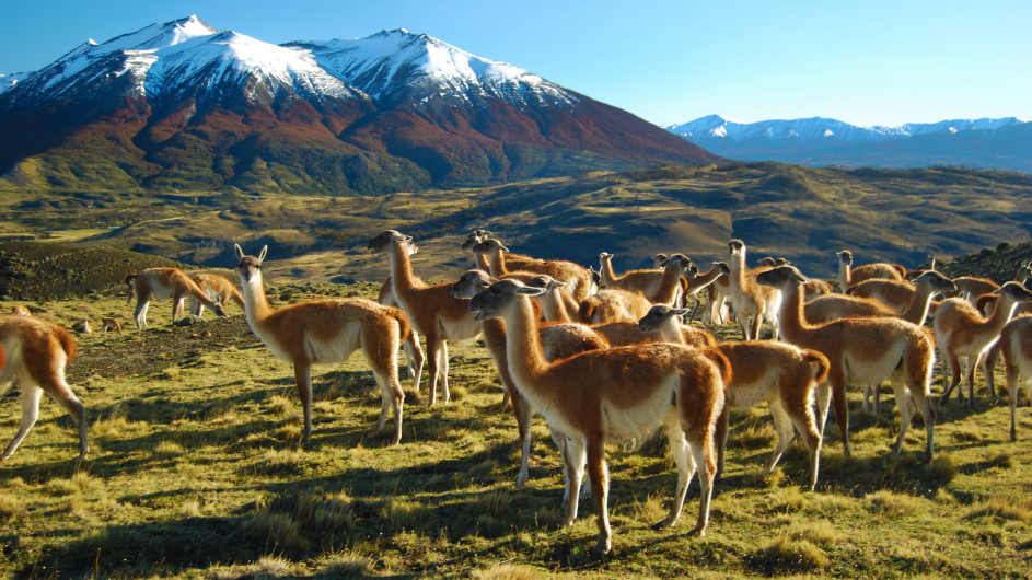 Chile - Torres del Paine - Guanacos