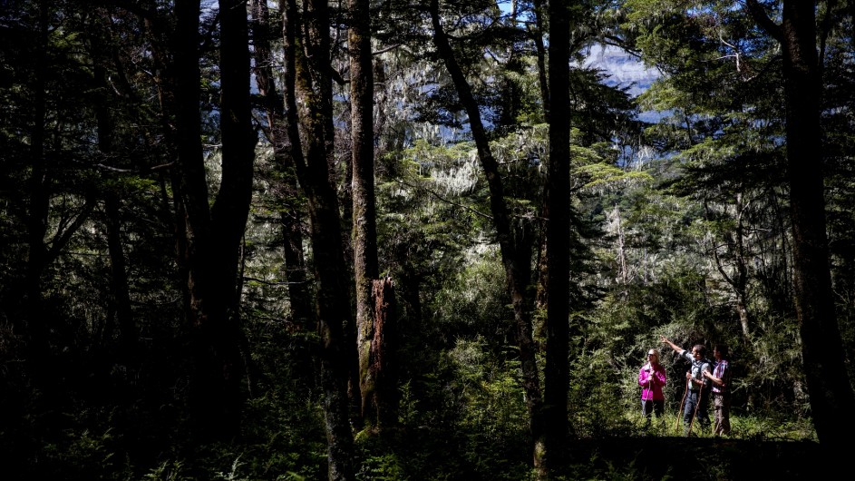 Neuseeland Beech Forest Wanderer