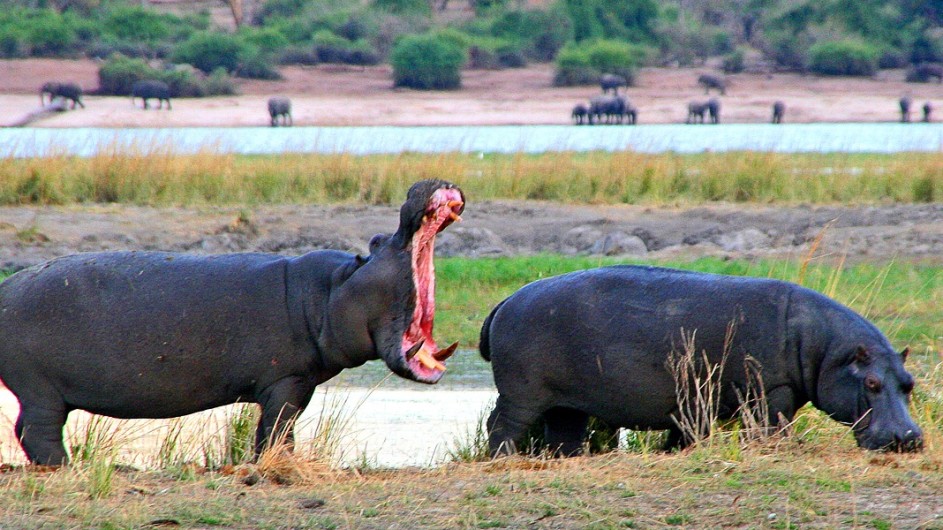 Botswana Nilpferde im Chobe Nationalpark