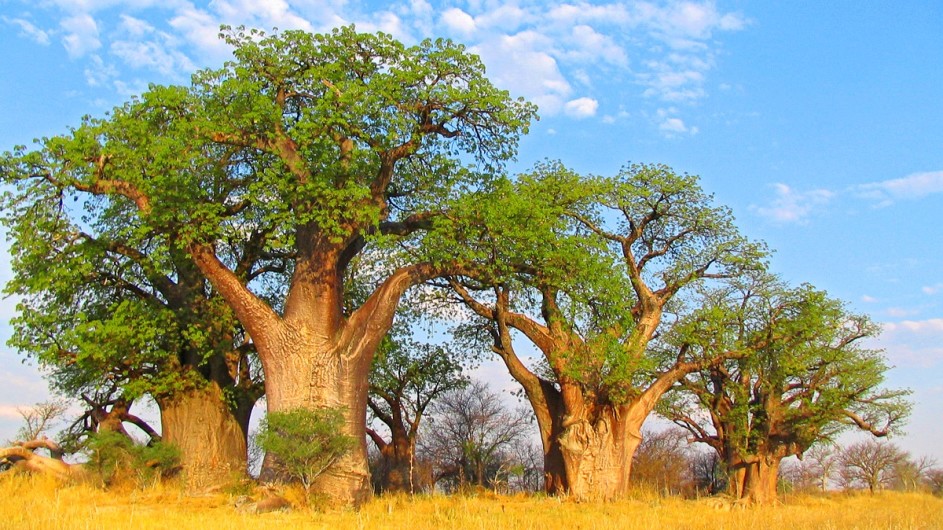 Botwana Baobab im Makgadikgadi Nationalpark