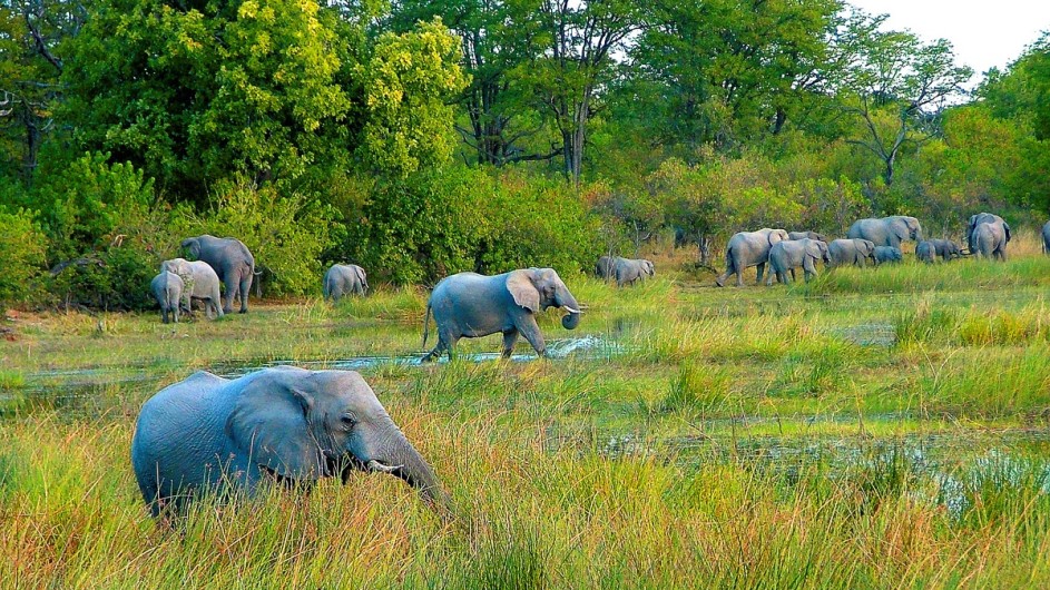 Namibia Caprivi Elefanten