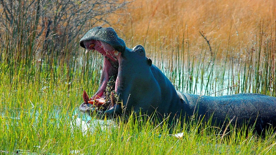 Namibia Caprivi Nilpferd