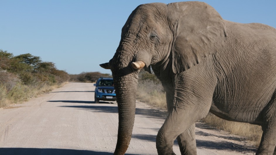 Namibia Etosha Nationalpark Elefant
