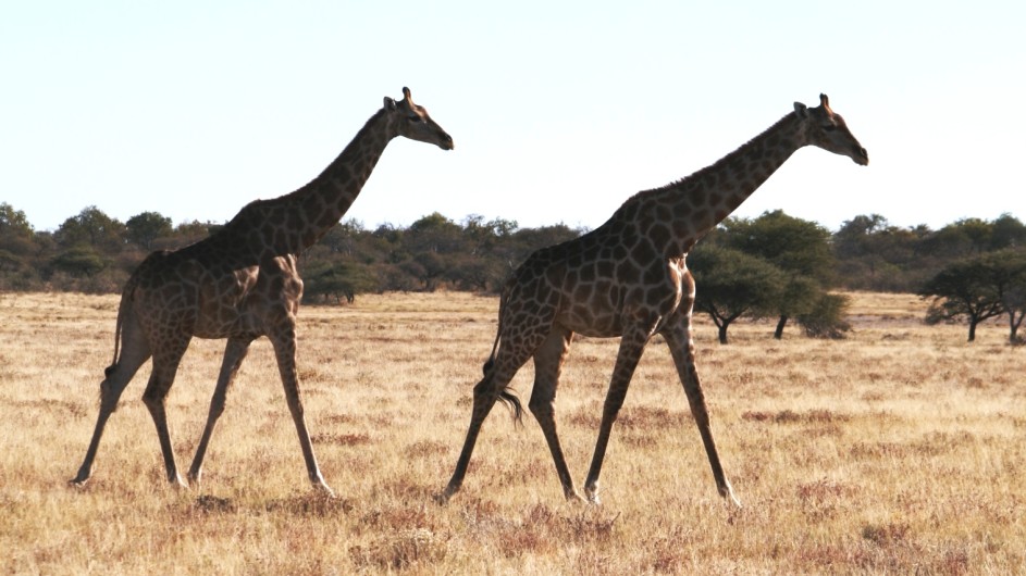 Namibia Etosha Nationalpark Giraffen