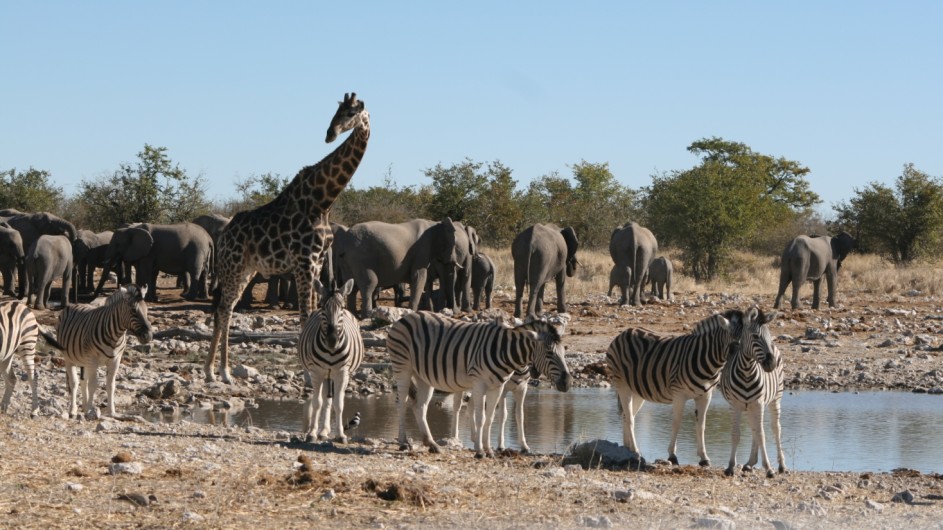 Namibia Etosha Nationalpark Wasserloch