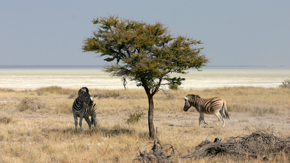 Namibia Etosha Nationalpark Steppenzebras