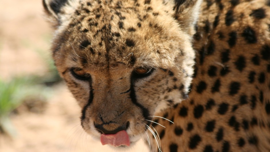 Namibia Gepard