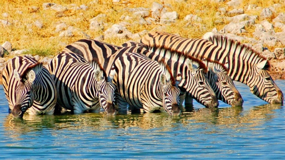 Namibia Zebras im Wasserloch
