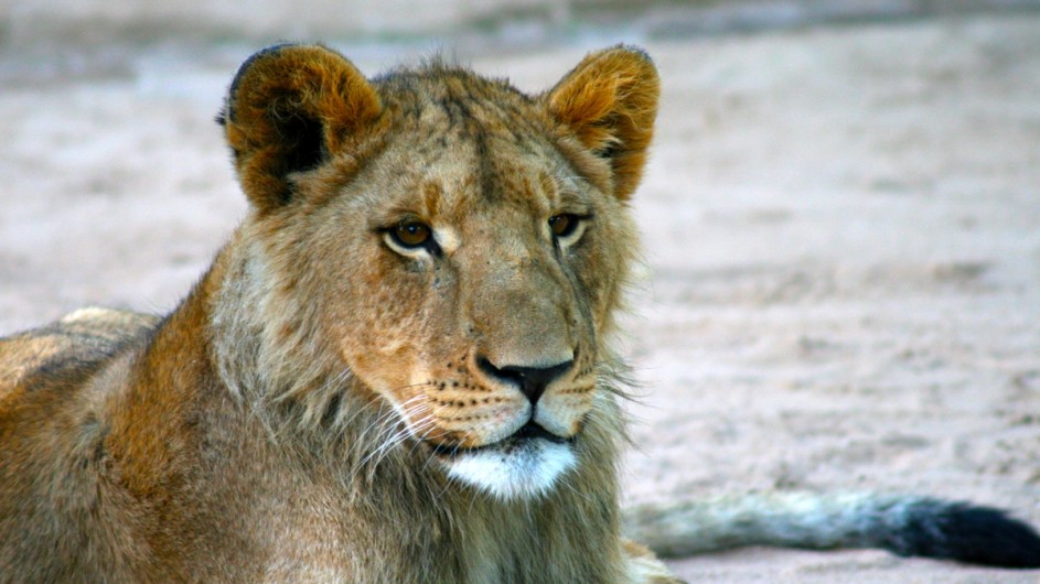 Namibia Etosha Nationalpark Löwe