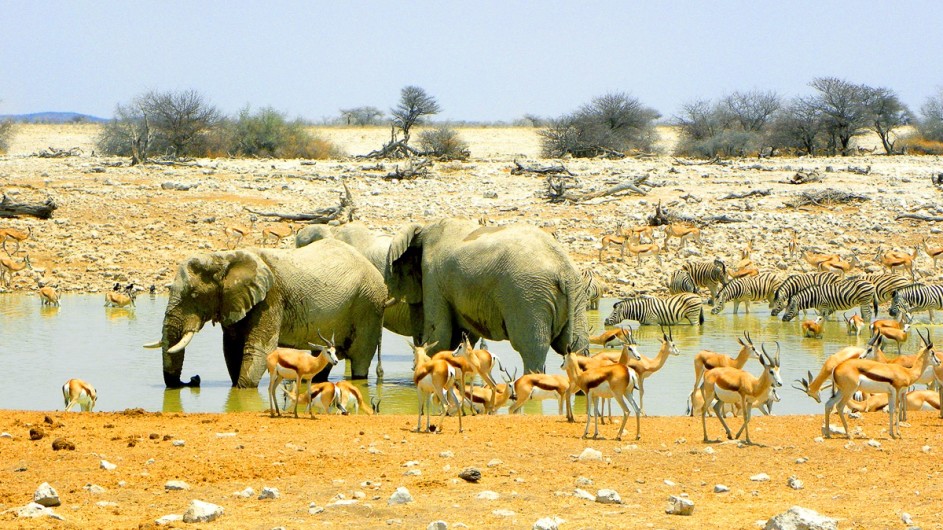 Namibia Elefanten im Etosha Nationalpark