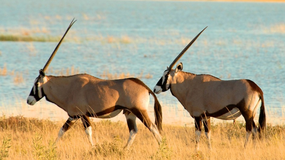 Namibia Oryx im Etosha Nationalpark