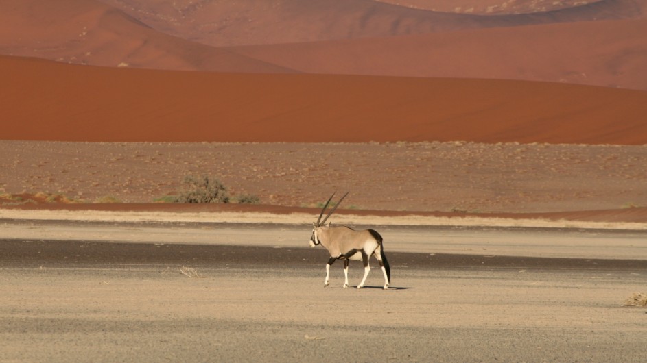 Namibia Oryx am Sossusvlei