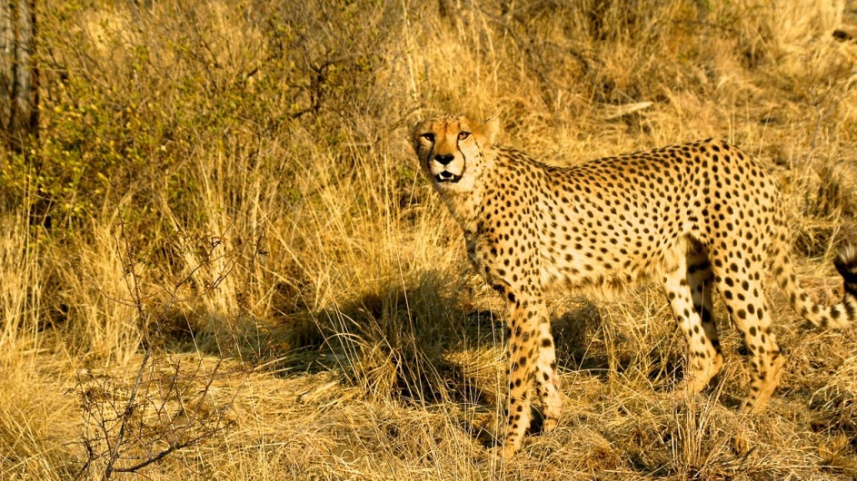 Namibia Gepard