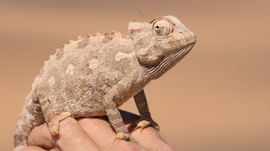 Namibia Swakopmund kleine Tiere ganz groß