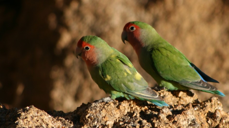 Namibia Vögel