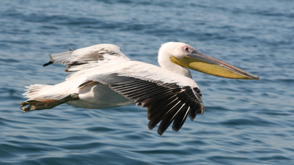Namibia Walvis Bay Pelikan