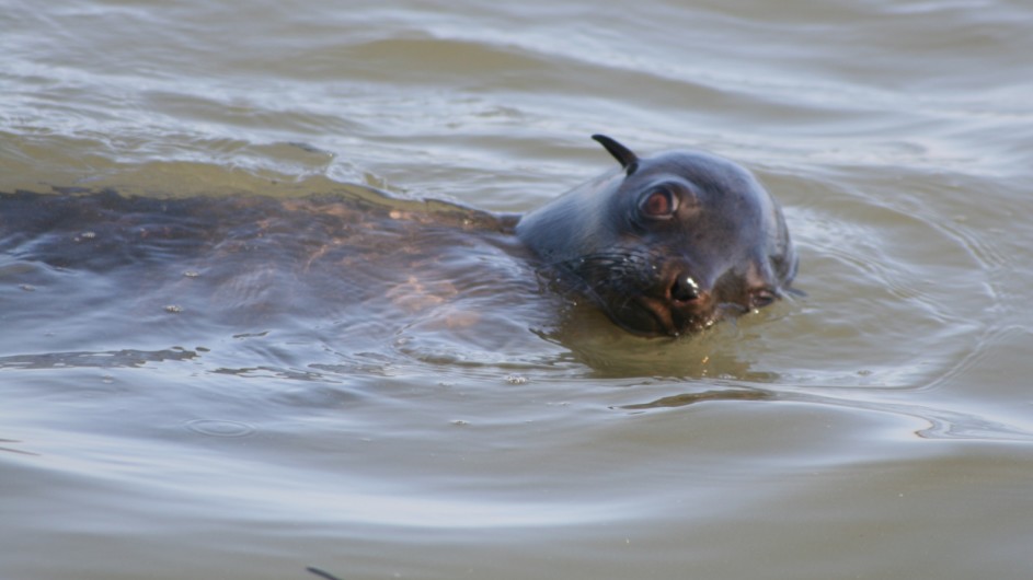 Namibia Walvis Bay Robbe