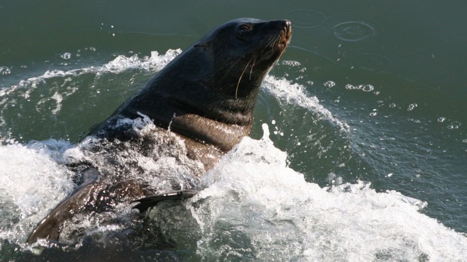 Namibia Walvis Bay Robbe