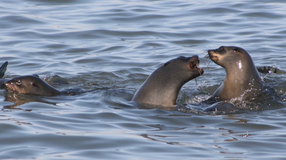 Namibia Walvis Bay Robben