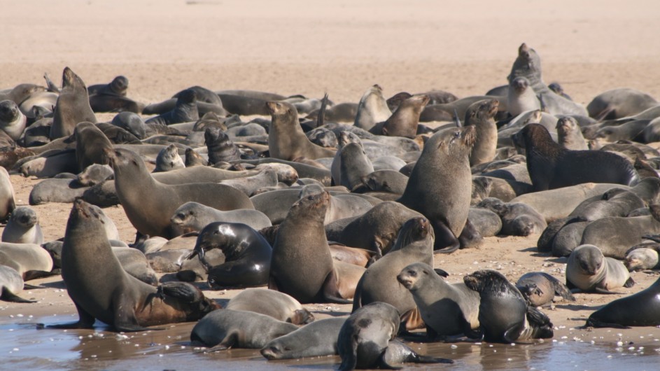 Namibia Walvis Bay Robben