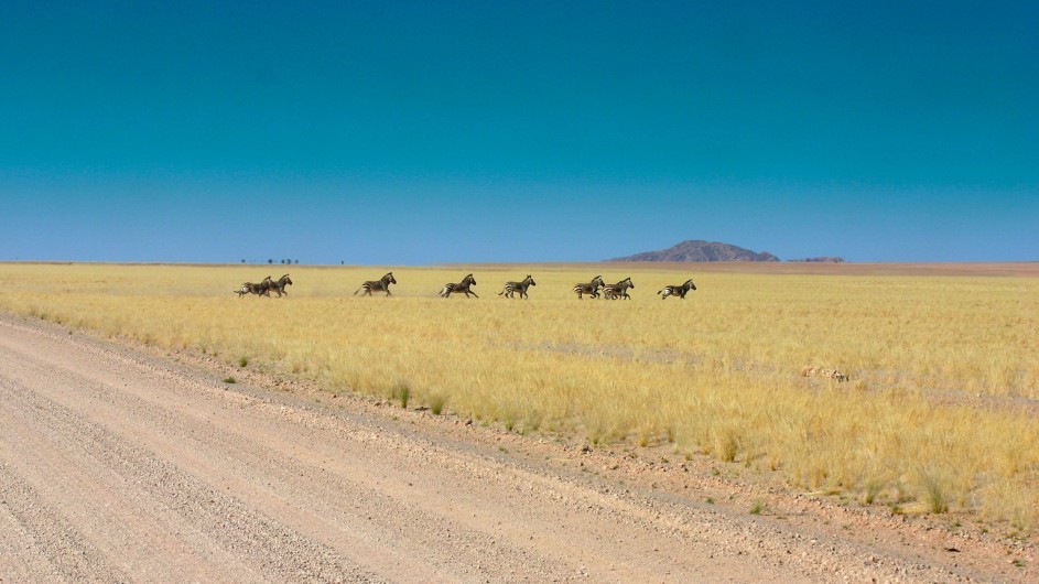 Namibia Zebras in der Namib