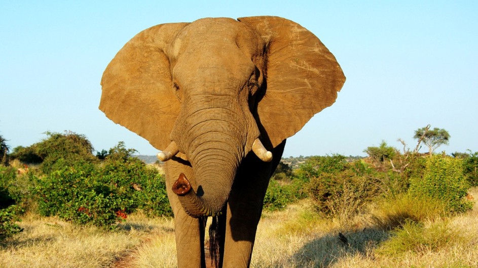 Südafrika Elefant