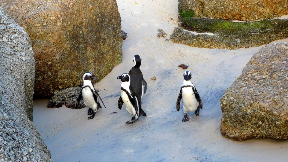 Südafrika Cape Point Pinguine