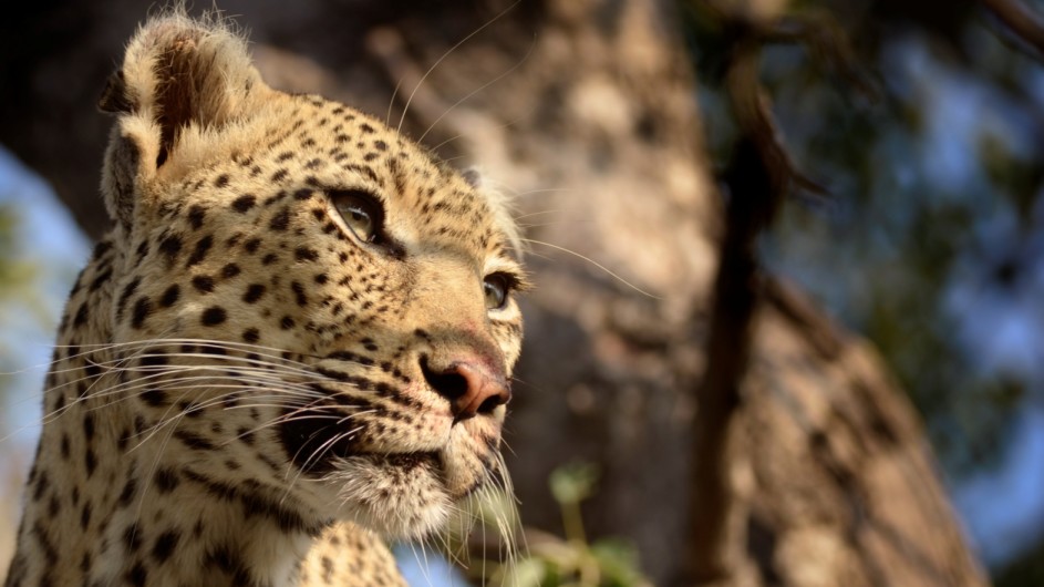 Südafrika Krüger Nationalpark Leopard