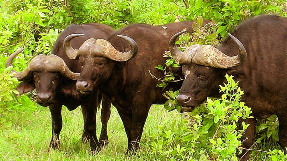 Südafrika Büffel