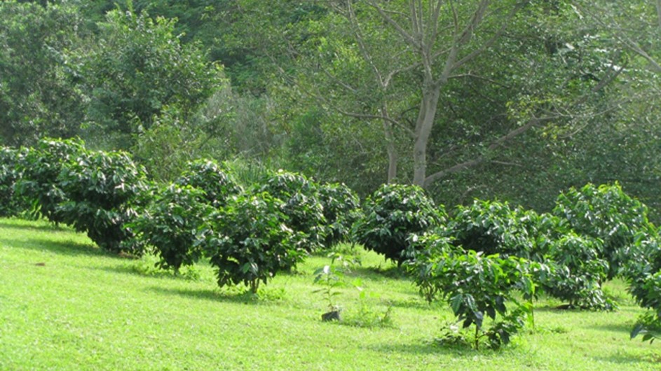 Südafrika Kaffeefarm