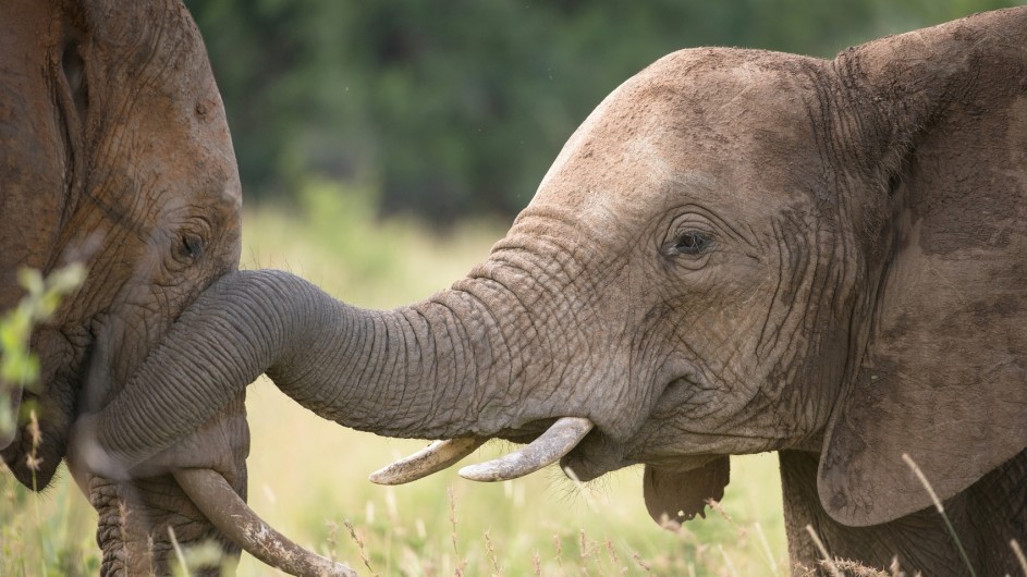 Südafrika Krüger Nationalpark Elefant