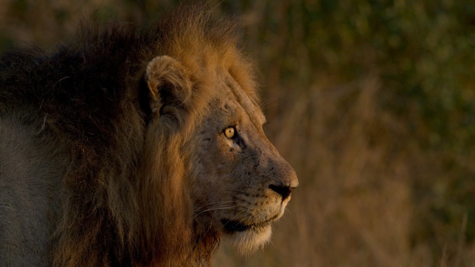 Südafrika Krüger Nationalpark Löwe