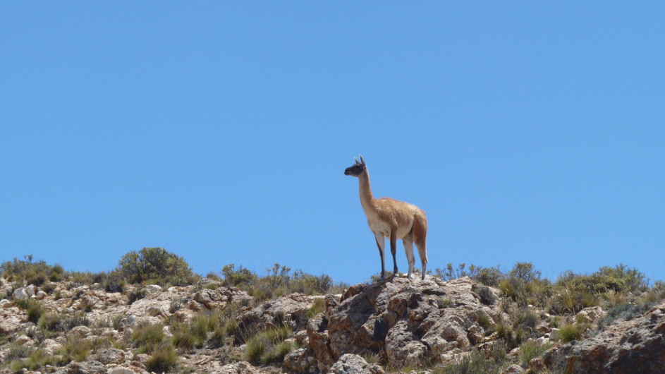 Argentinen Villavicencio Guanaco