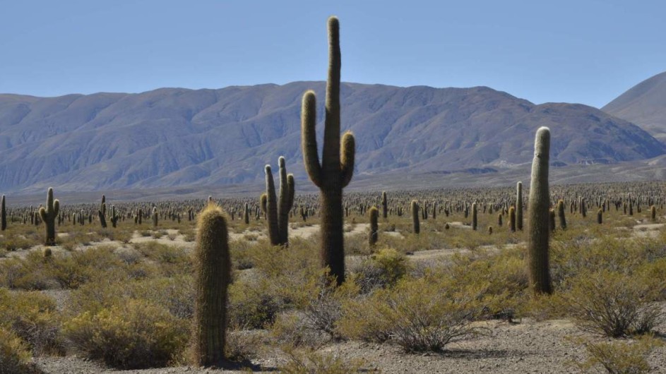 Argentinien Los Cardones