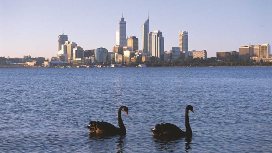 Australien Westaustralien Perth schwarze Schwäne